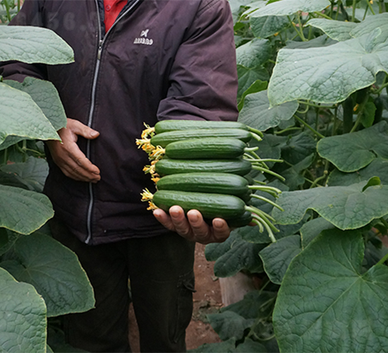 ����2̖-�S�ϷN��-����