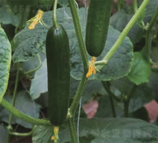 �G��1699-�S�ϷN��-����