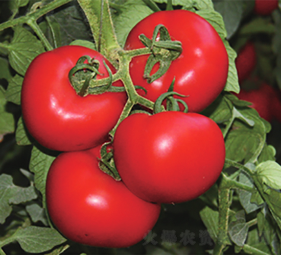 ����-���ѷN��-����