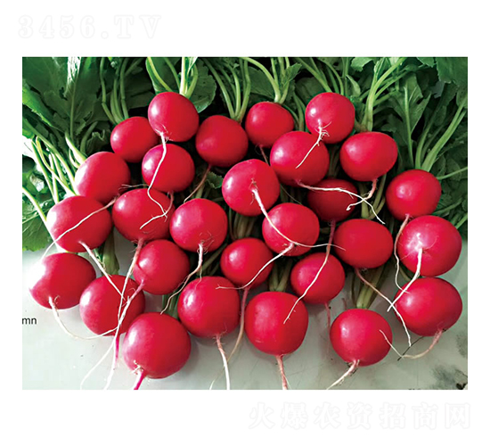 �t��ʯ-�}���N��-�c�l��ʢ