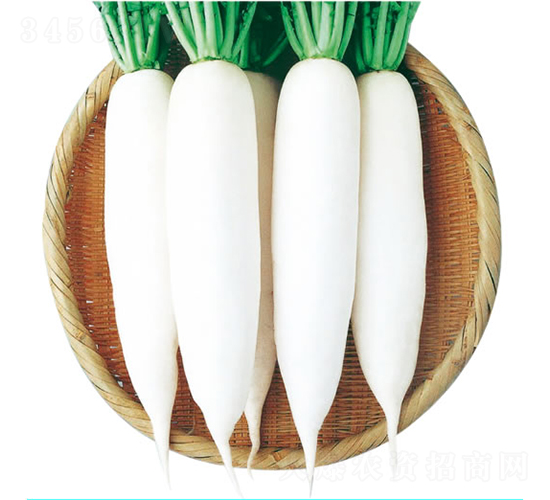 ����-�}���N��-�c�l��ʢ