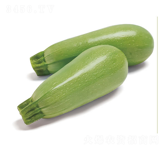 花秀-西葫蘆種子-慶發禾盛