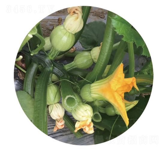 С�޵�-�����J�N��-�c�l��ʢ