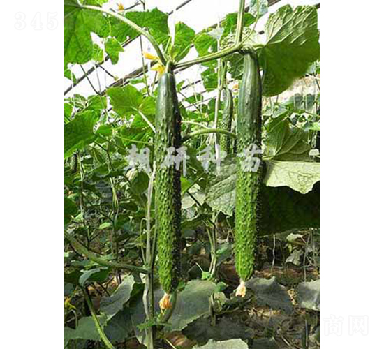 ����605-1-�S�ϷN��-���зN��