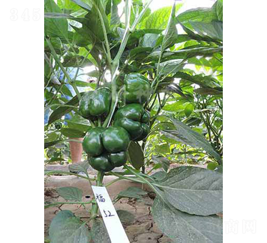 ��52-�𽷷N��-���зN��