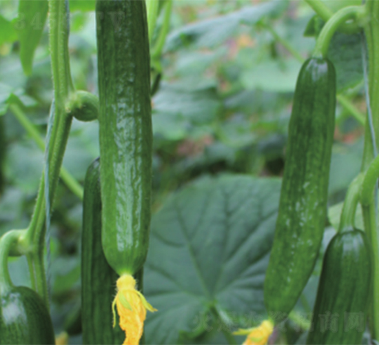 �yһ808-�S�ϷN��-����