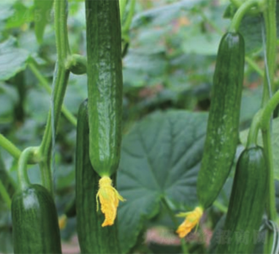 �G��-�S�ϷN��-����