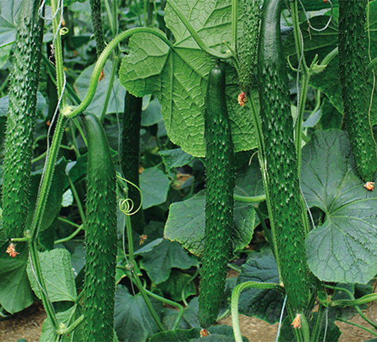 ����519-�S�ϷN��-����