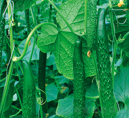 ��(qi��ng)��-�S�ϷN��-����