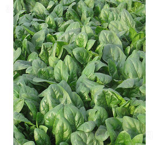 �ǻ�132-���˷N��-���r�r�I