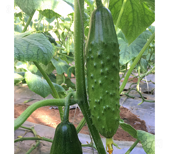 ����̖-�S�ϷN��-���r�r�I