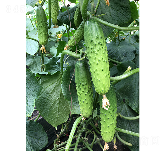 ���r�G��1̖-�S�ϷN��-���r�r�I