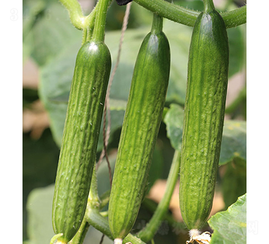 ����-ˮ���S�ϷN��-���r�r�I