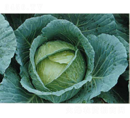 ����16���{�N��-�r�ƷN��