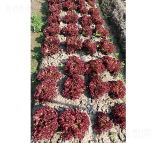 申炫五號青菜種子-農科種子