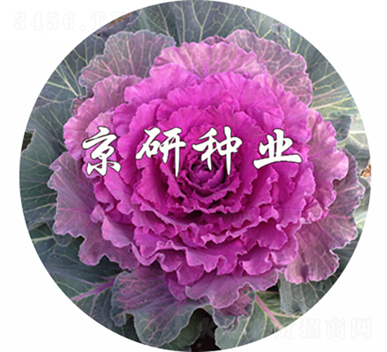 ��ɏ�t3̖-���{�N��-���зN�I