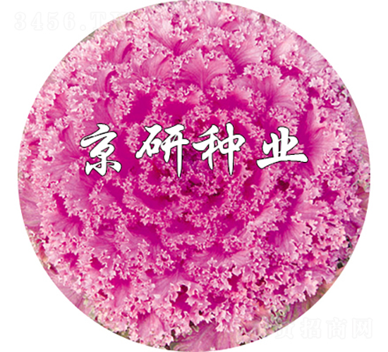 ���ڼt7̖-���{�N��-���зN�I