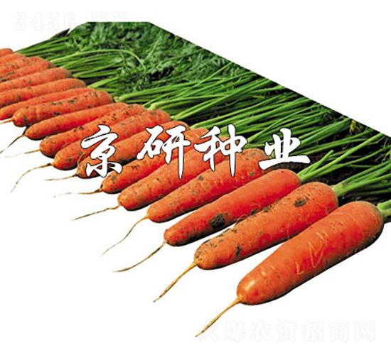 華譽218-胡蘿卜種子-京研種業