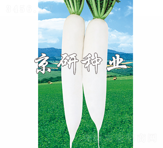 天麗1號-蘿卜種子-京研種業