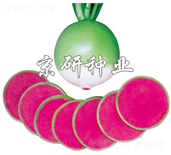 �����M�üt-�}���N��-���зN�I