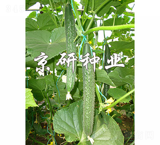 ����106-�S�ϷN��-���зN�I