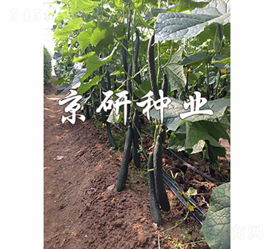 ���S440-�S�ϷN��-���зN�I