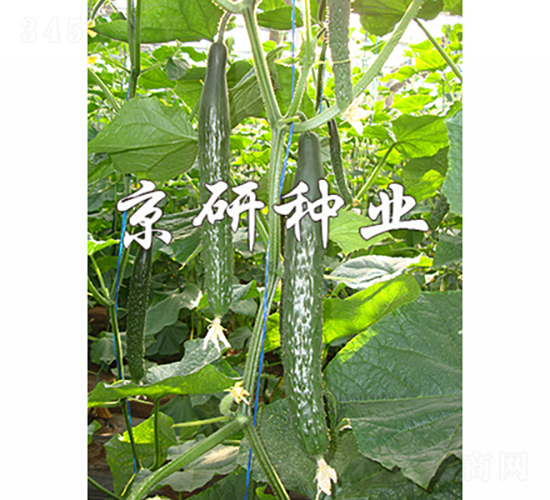 ����109-�S�ϷN��-���зN�I