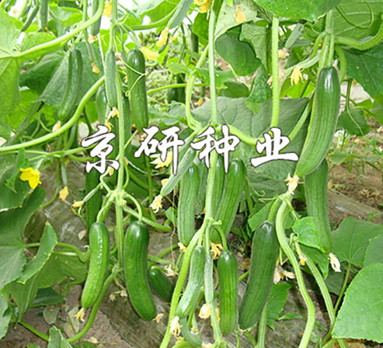 ��������13̖-�S�ϷN��-���зN�I