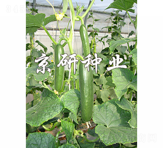 京研迷你8號-黃瓜種子-京研種業