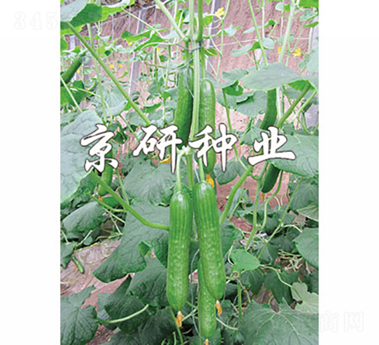 �G���`5̖-�S�ϷN��-���зN�I