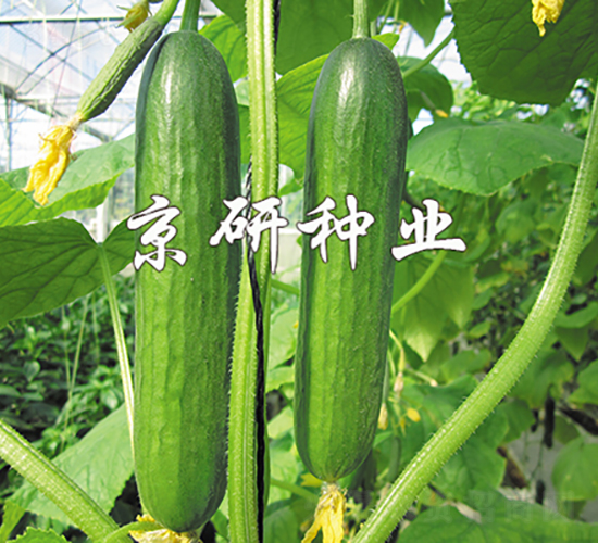 �G���`3̖-�S�ϷN��-���зN�I