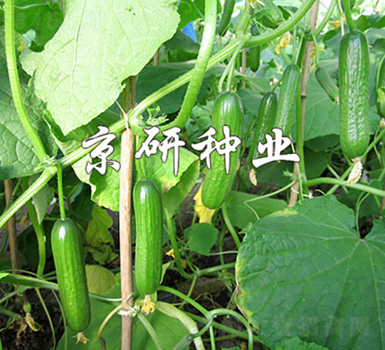 �G���`2̖-�S�ϷN��-���зN�I(y��)