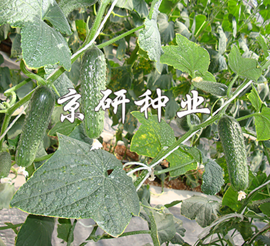 ������n�S��1590-�S�ϷN��-���зN�I