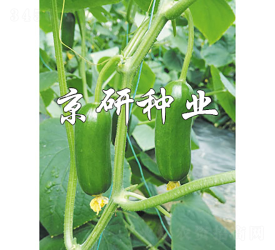 �G���`12̖-�S�ϷN��-���зN�I