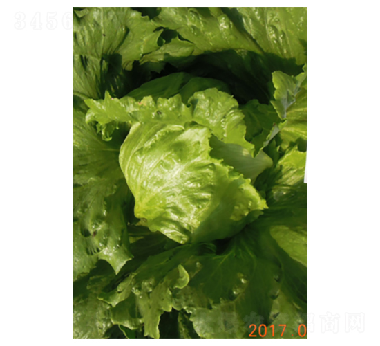 皇家2號-生菜種子-君川種業