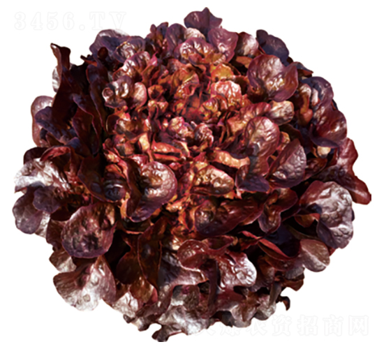 君川紫妍-生菜種子-君川種業