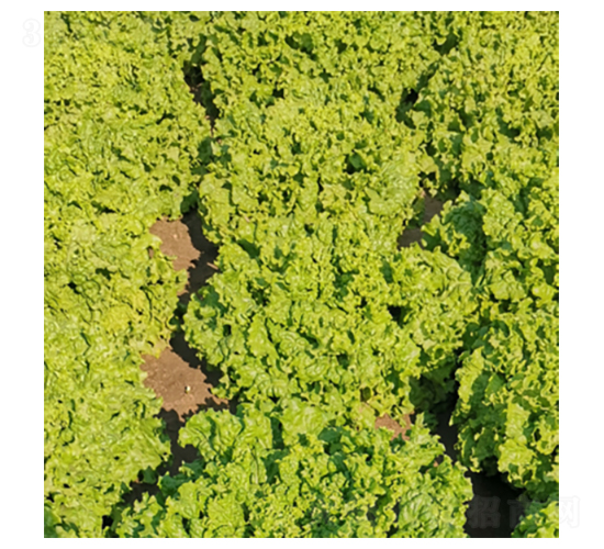 君川蘭黛-生菜種子-君川種業