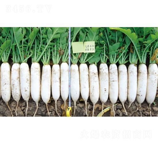 ����5̖-�}���N��-�����N�I