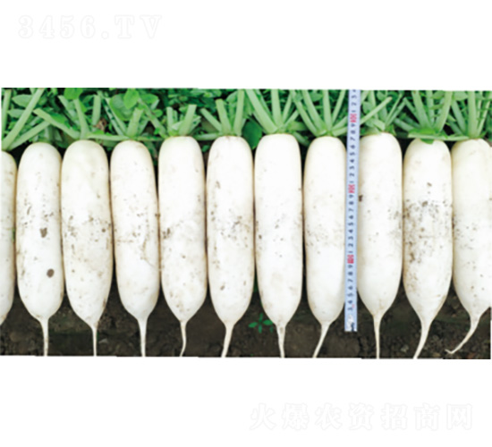 ����6̖-�}���N��-�����N�I