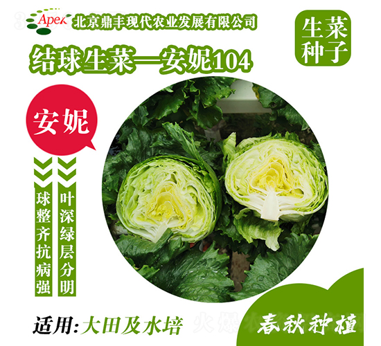 安妮104-生菜種子-鼎豐農業(yè)