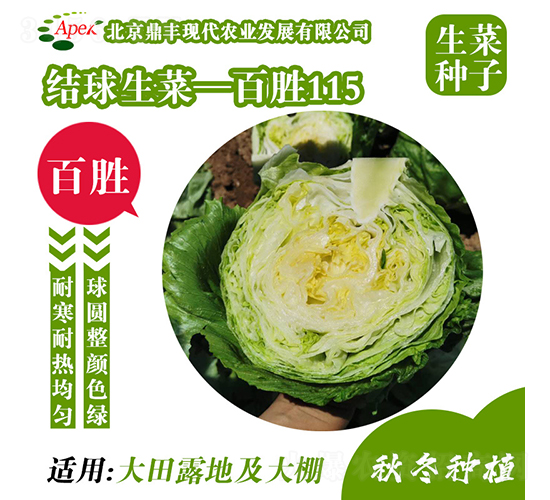 百勝115-生菜種子-鼎豐農業