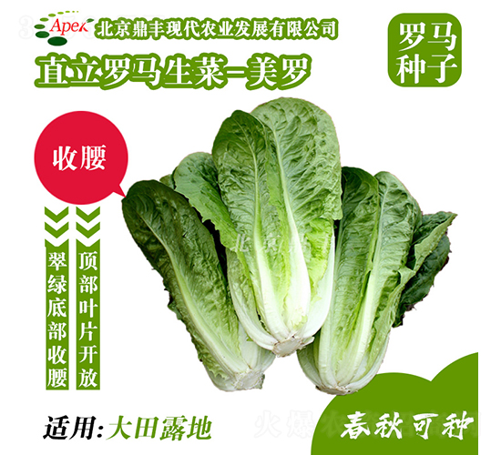 美羅-生菜種子-鼎豐農業