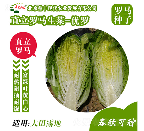 優羅-生菜種子-鼎豐農業