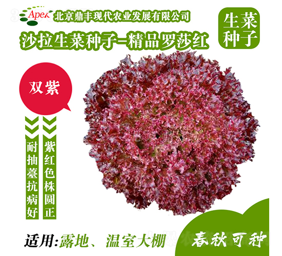 精品羅莎紅-生菜種子-鼎豐農(nóng)業(yè)