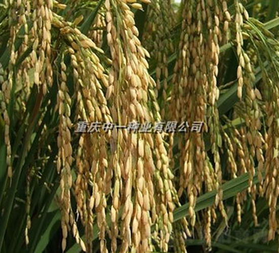 Q��5̖-ˮ���N��-���r�Ƽ�