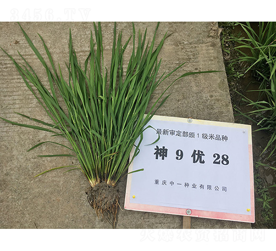 ��9��28�����浾��-ˮ���N��-���r�Ƽ�