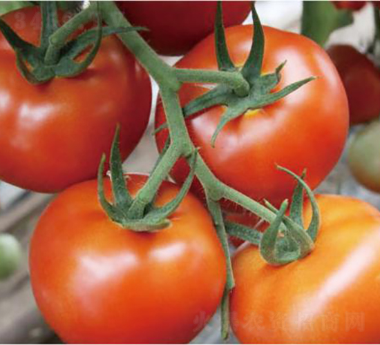 漢姆紅運1號-番茄種子-和潤農業