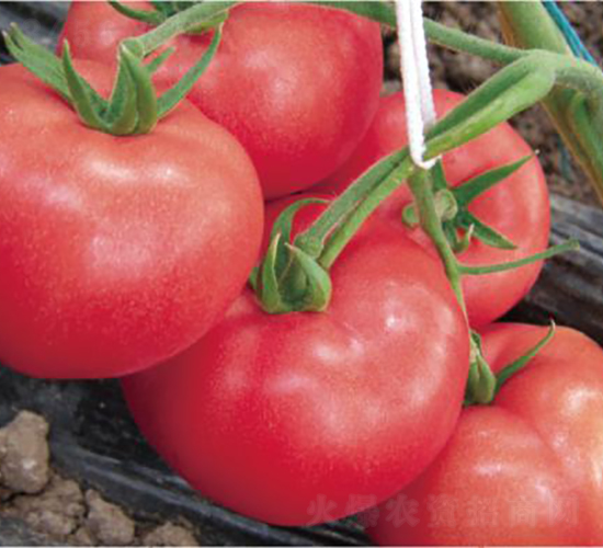 漢姆1355-番茄種子-和潤農業