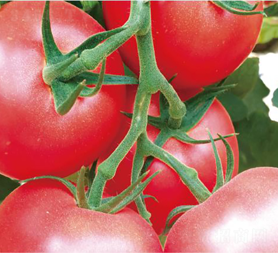 漢姆097-番茄種子-和潤(rùn)農(nóng)業(yè)
