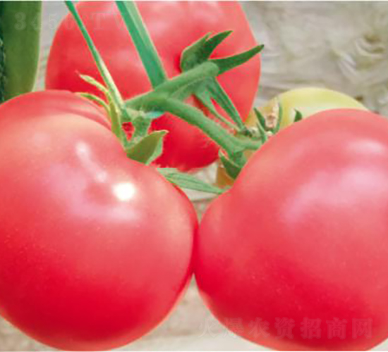 代美特FA2177-番茄種子-和潤(rùn)農(nóng)業(yè)